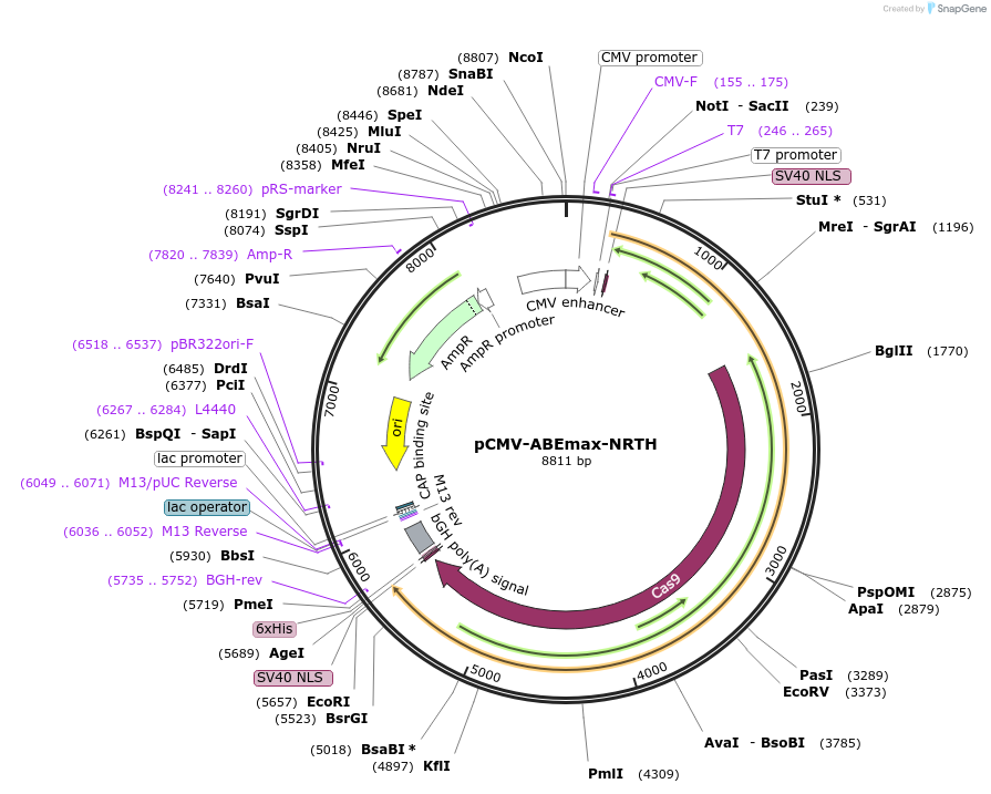 136922-plasmid-map-sequence-id-269627