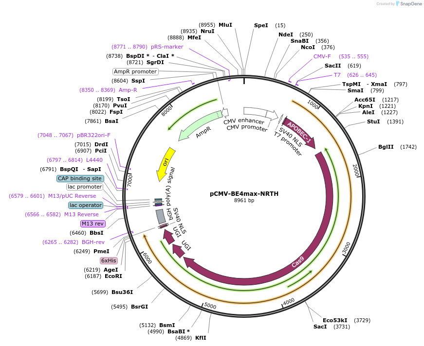 136919-plasmid-map-sequence-id-269629