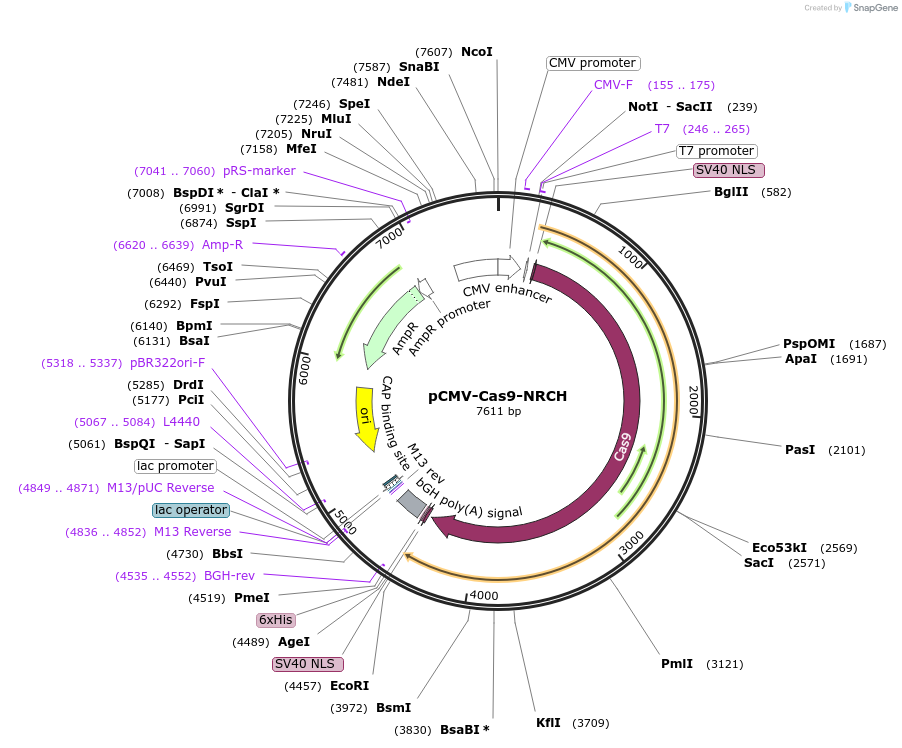 136926-plasmid-map-sequence-id-269635