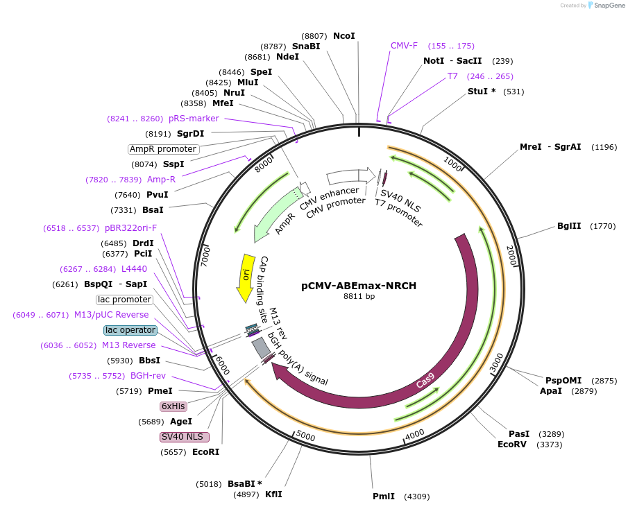 136923-plasmid-map-sequence-id-269638
