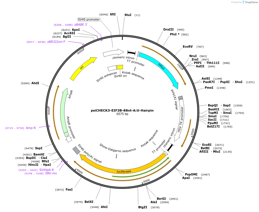 136034-plasmid-map-sequence-id-269661