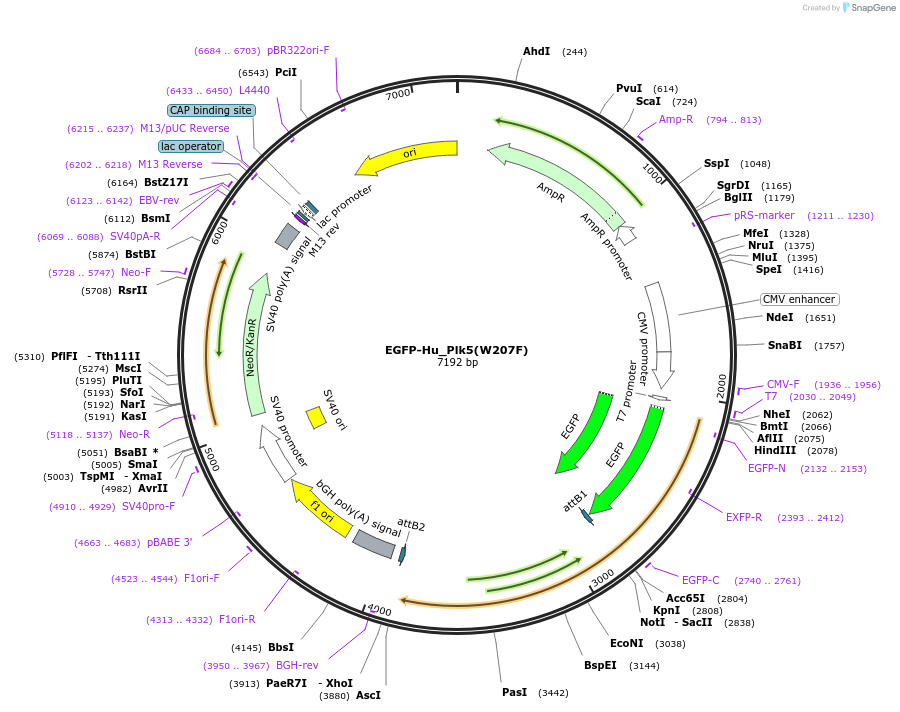 136320-plasmid-map-sequence-id-269688