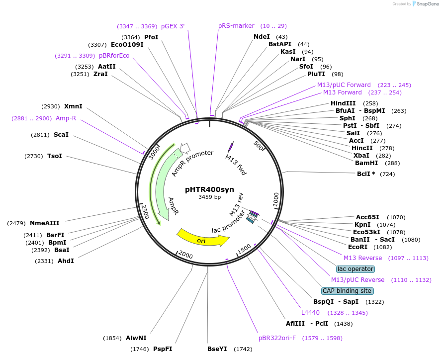 133465-plasmid-map-sequence-id-269750