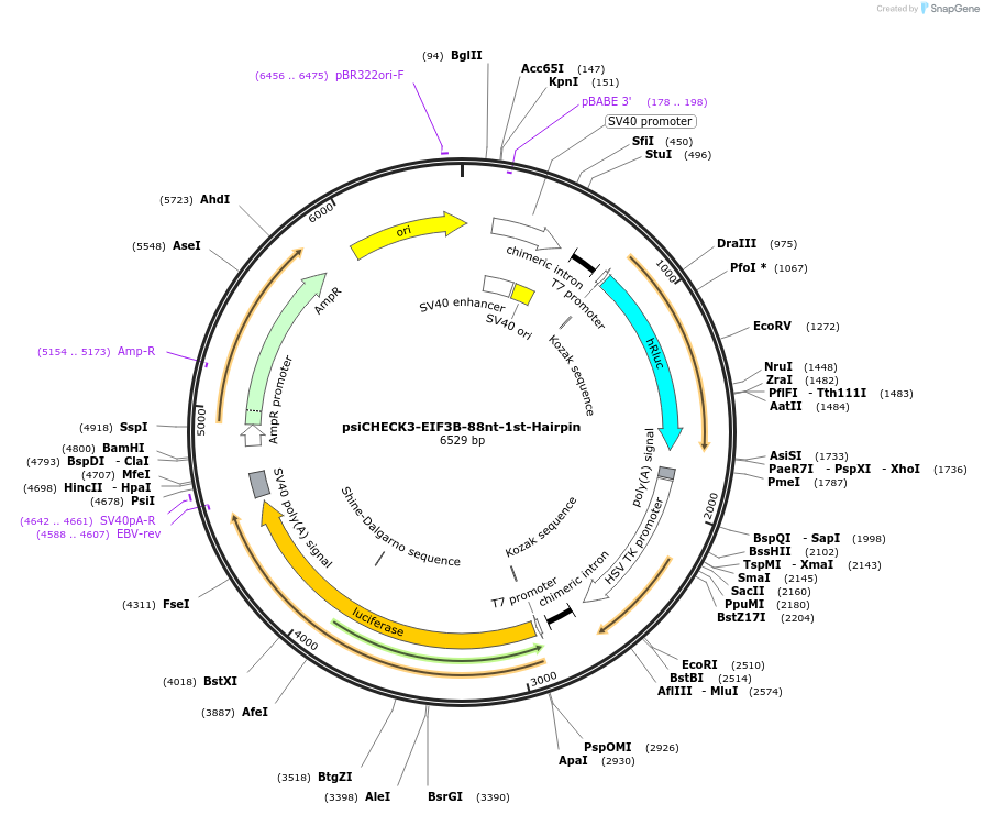 136031-plasmid-map-sequence-id-269764