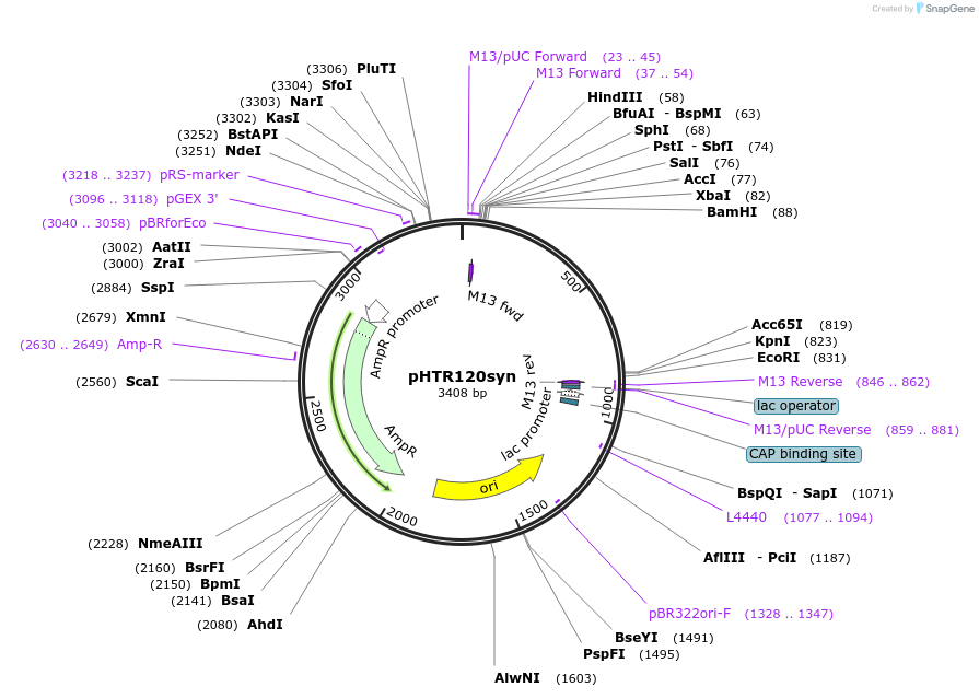 133463-plasmid-map-sequence-id-269788