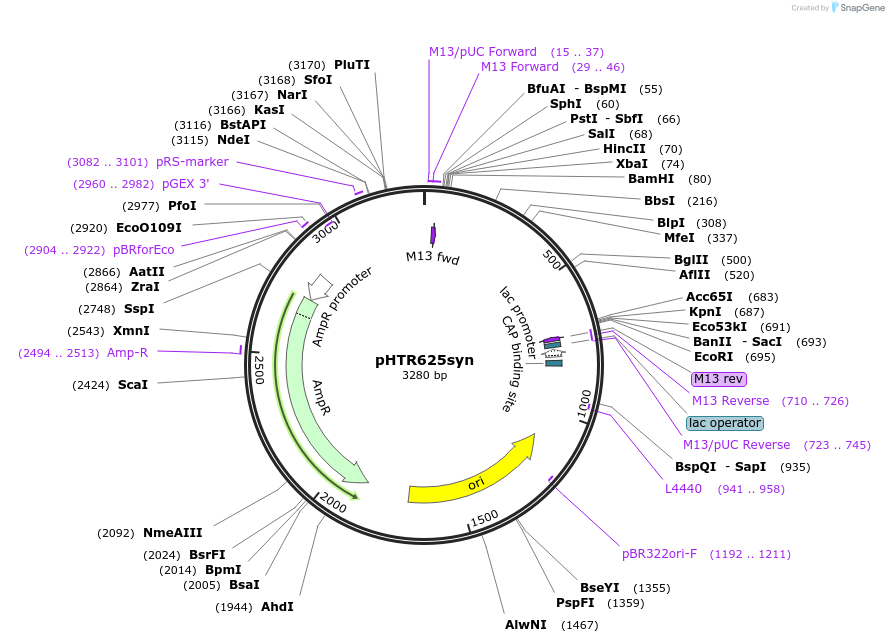 133466-plasmid-map-sequence-id-269790