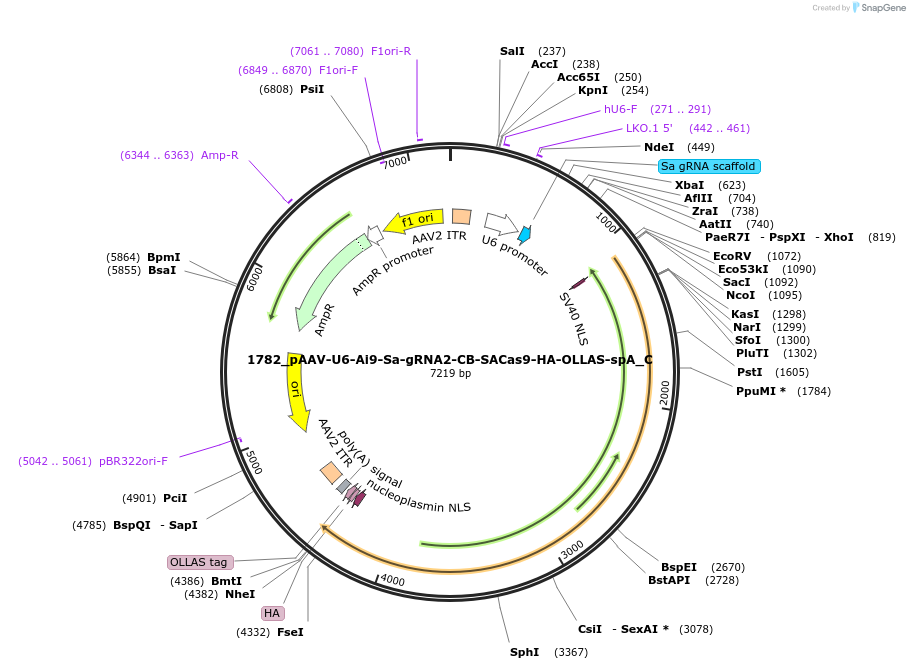 135978-plasmid-map-sequence-id-269796