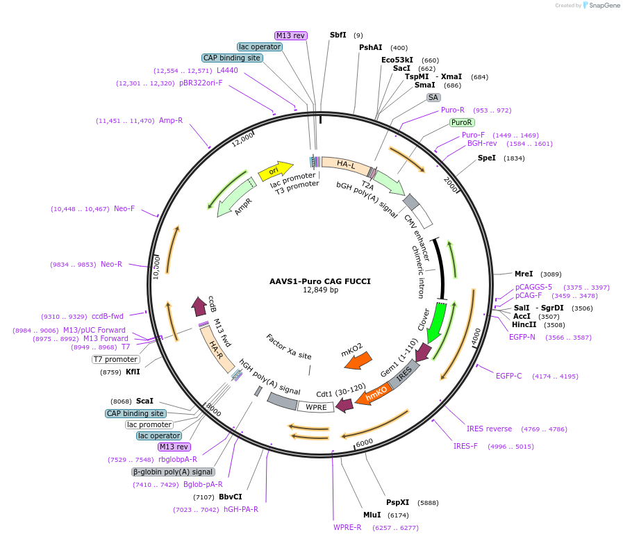 136934-plasmid-map-sequence-id-269815