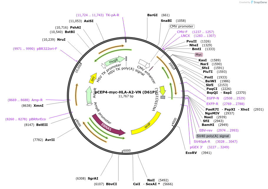 135493-plasmid-map-sequence-id-269849