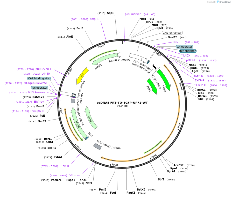 136000-plasmid-map-sequence-id-269858