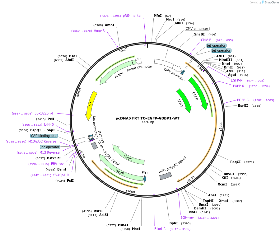136003-plasmid-map-sequence-id-269869