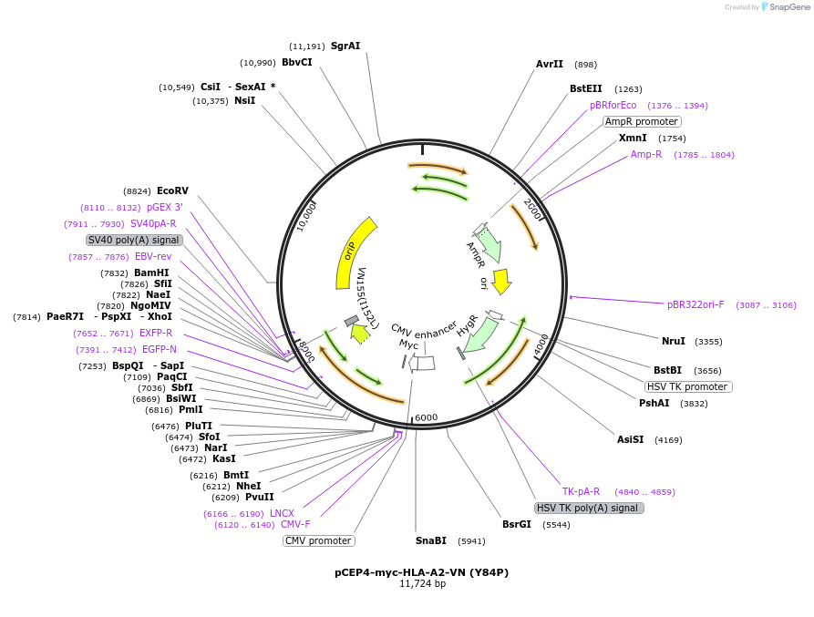 135495-plasmid-map-sequence-id-269873