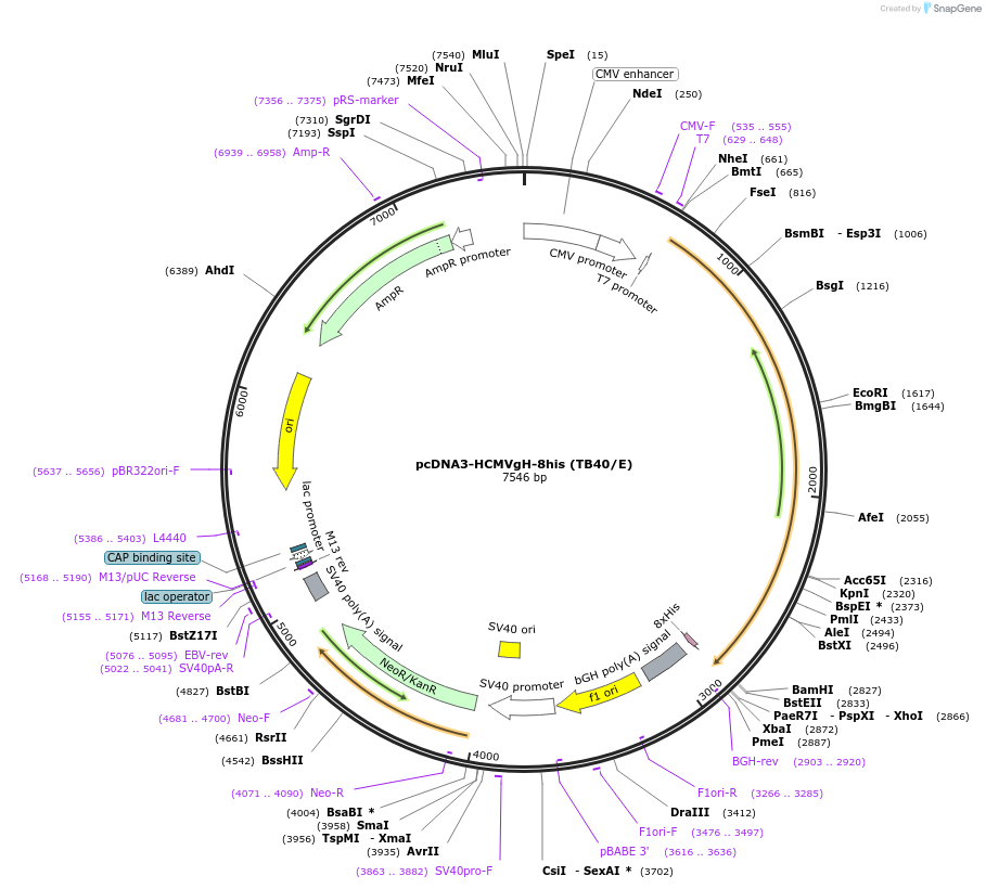 136445-plasmid-map-sequence-id-269879