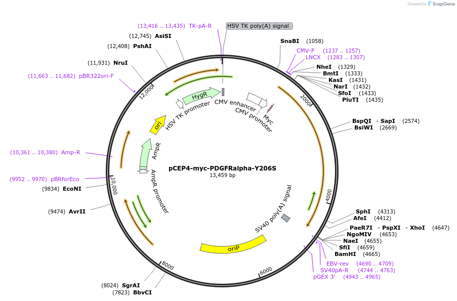 136435-plasmid-map-sequence-id-269880