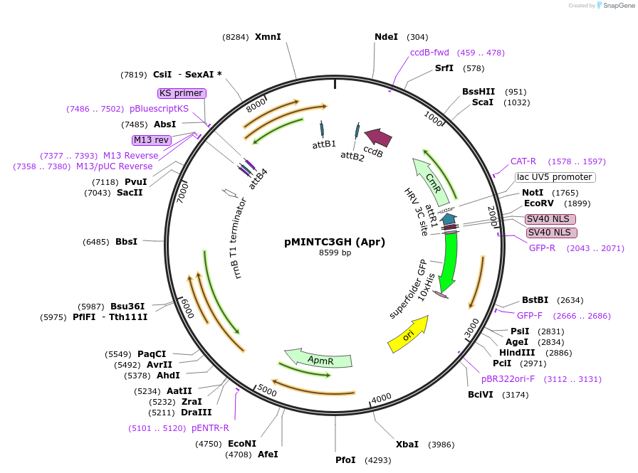 110078-plasmid-map-sequence-id-269882