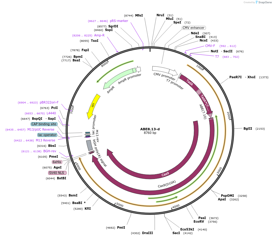 136297-plasmid-map-sequence-id-269928