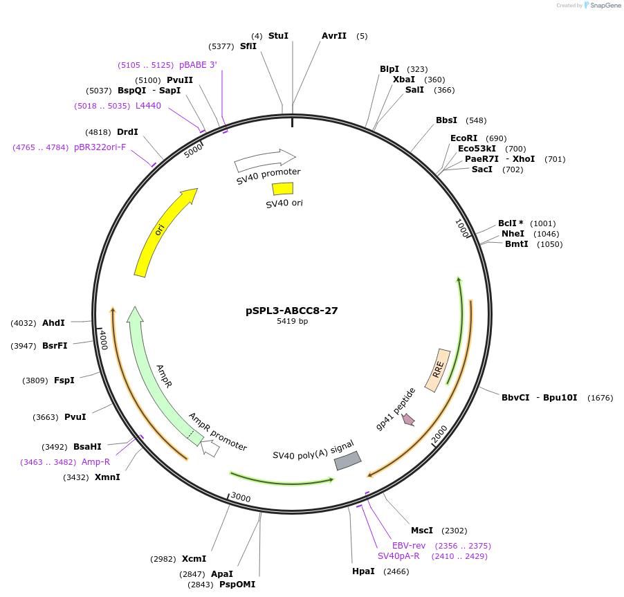 135919-plasmid-map-sequence-id-269932