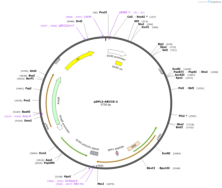 135916-plasmid-map-sequence-id-269935