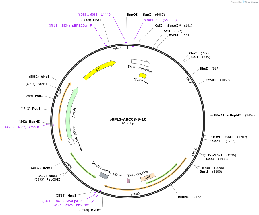 135918-plasmid-map-sequence-id-269938
