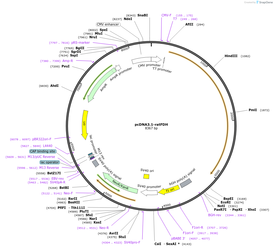 135813-plasmid-map-sequence-id-269943