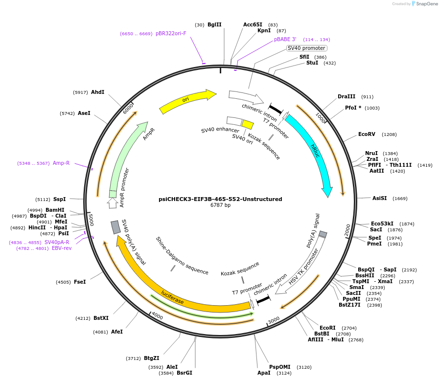 136028-plasmid-map-sequence-id-269951