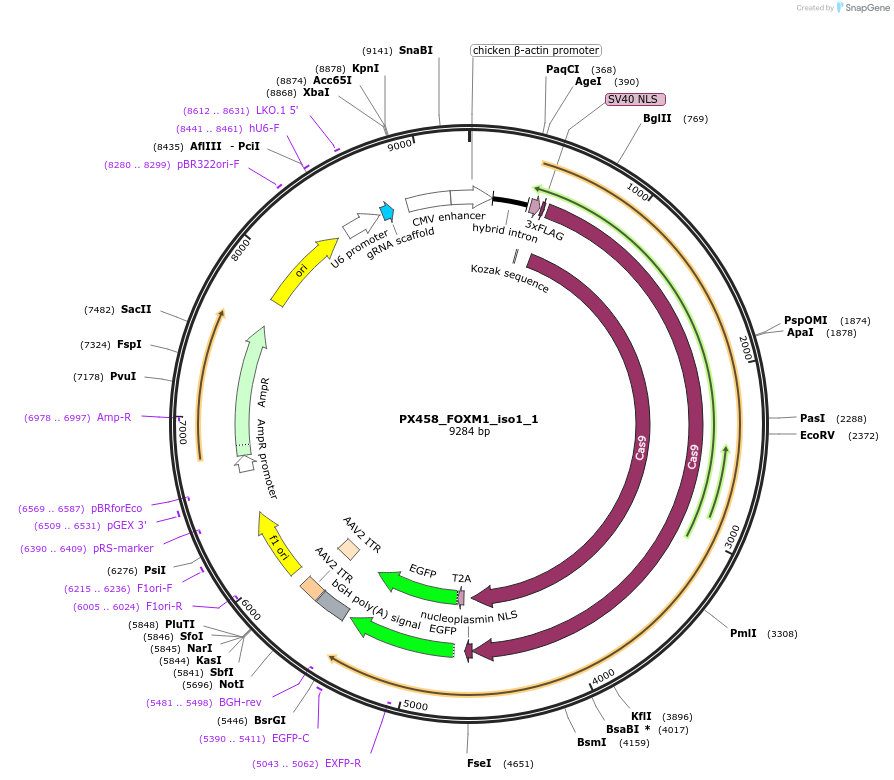 135752-plasmid-map-sequence-id-269956