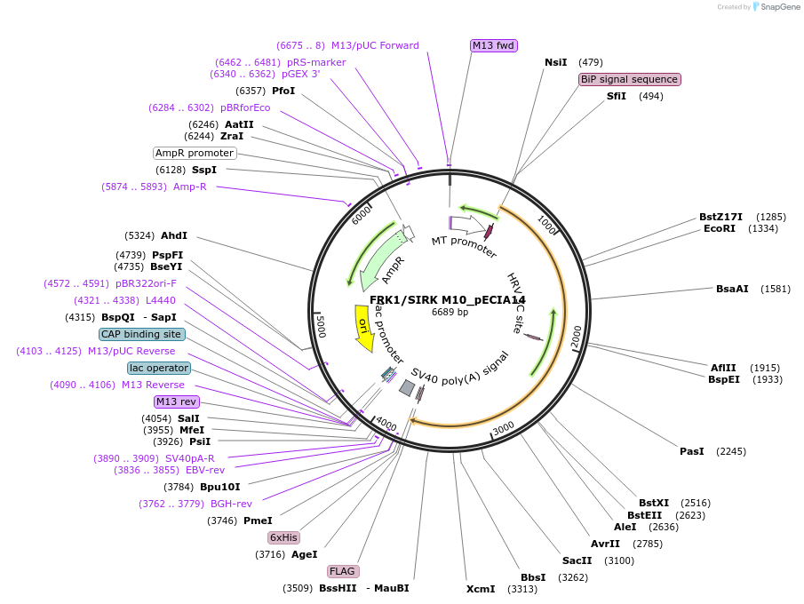 114747-plasmid-map-sequence-id-269961