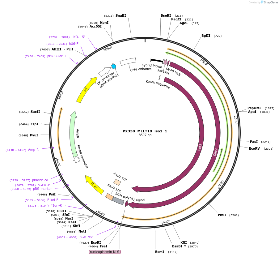 135745-plasmid-map-sequence-id-269964