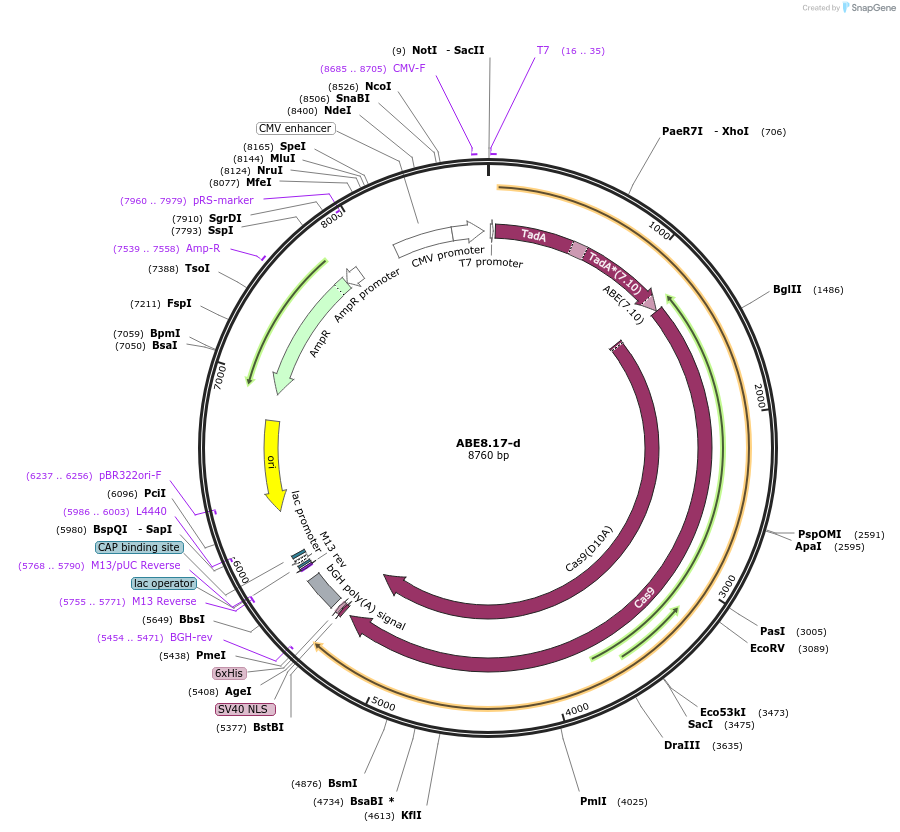 136299-plasmid-map-sequence-id-269979