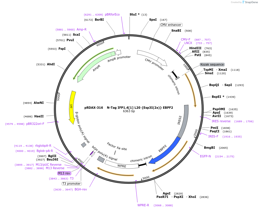 129819-plasmid-map-sequence-id-270076