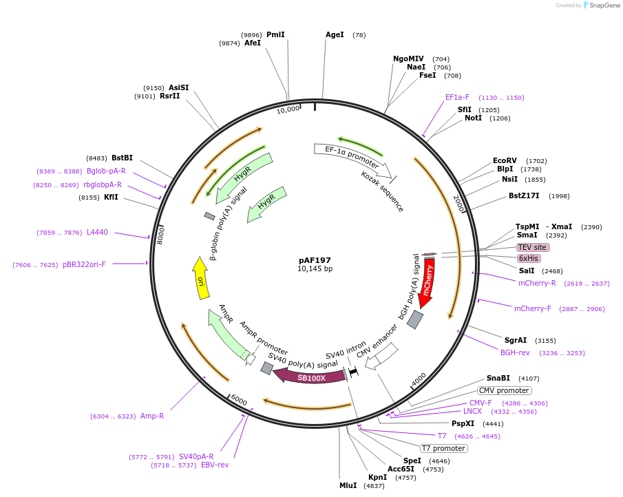 135930-plasmid-map-sequence-id-270077
