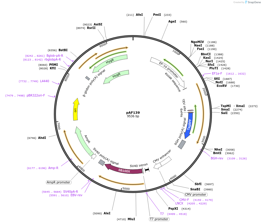 135924-plasmid-map-sequence-id-270080