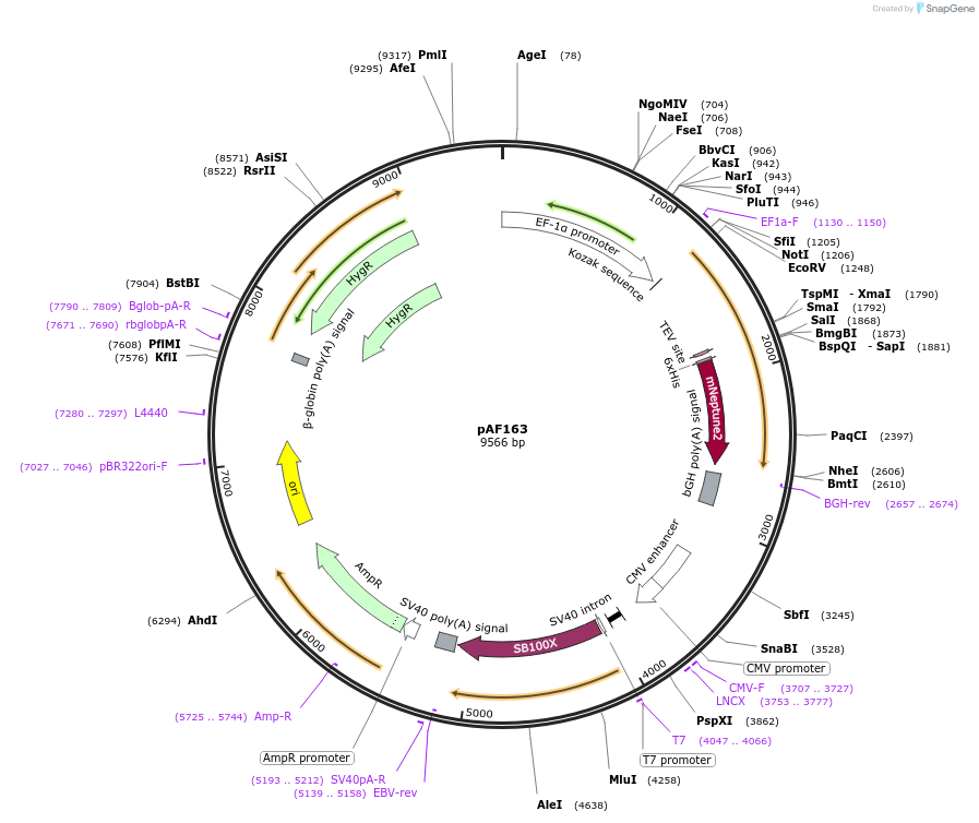 135927-plasmid-map-sequence-id-270084