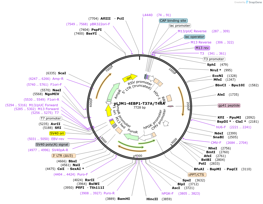 136420-plasmid-map-sequence-id-270114