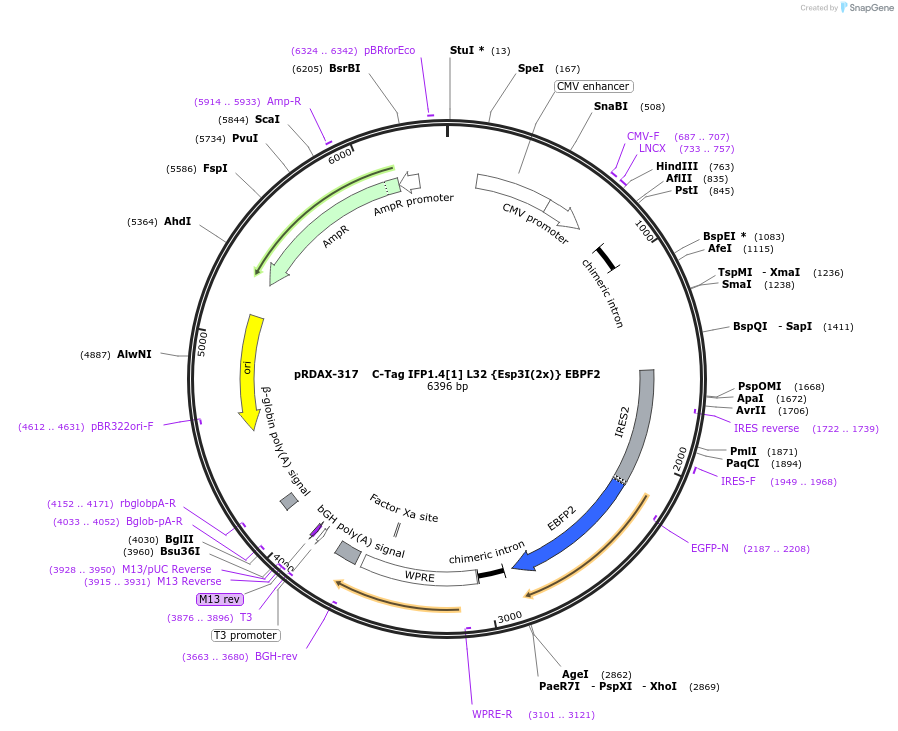 129820-plasmid-map-sequence-id-270124