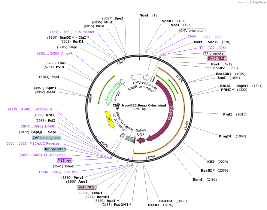 137172-plasmid-map-sequence-id-270140