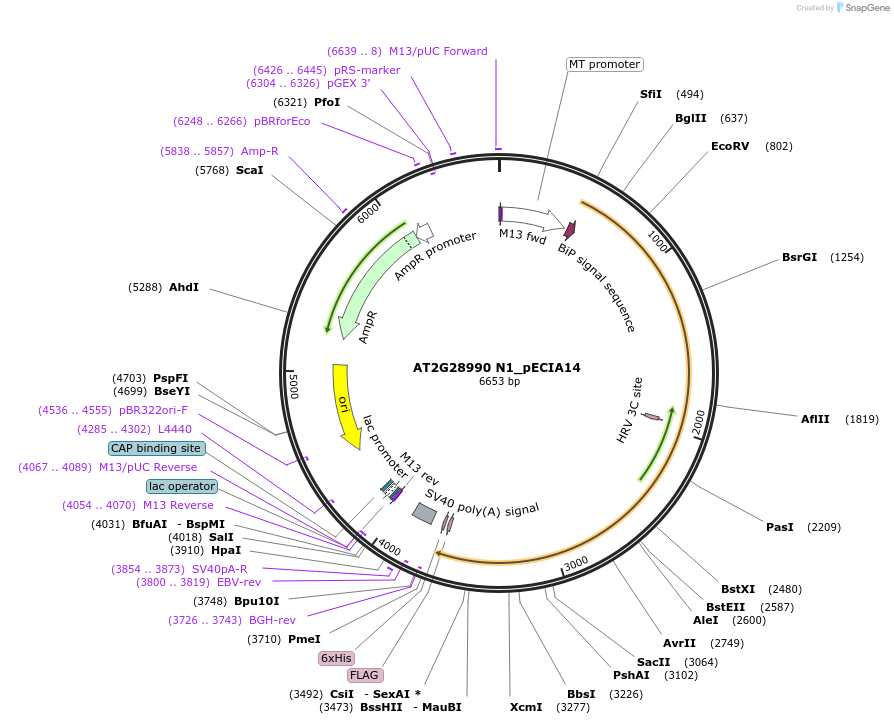 114751-plasmid-map-sequence-id-270147
