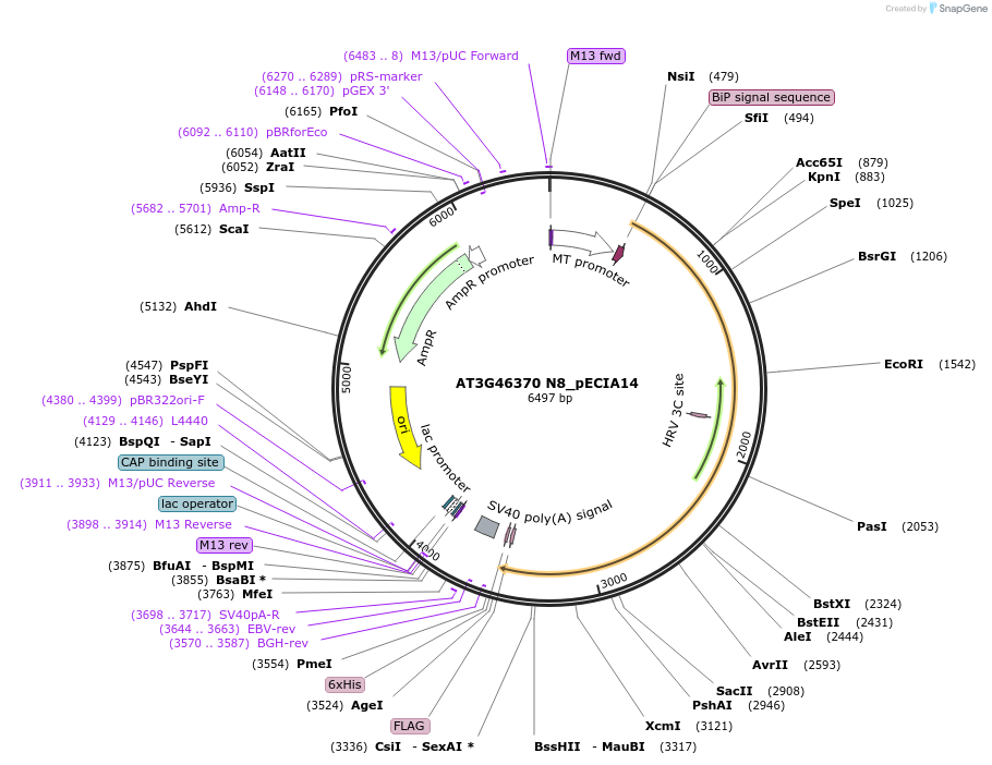 114757-plasmid-map-sequence-id-270157