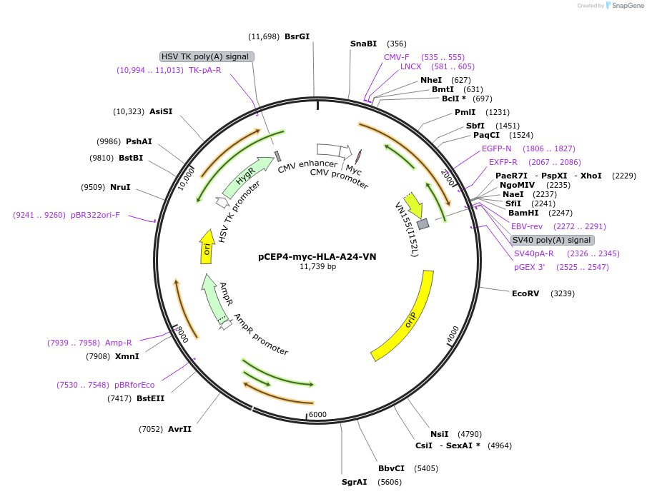 135508-plasmid-map-sequence-id-270160