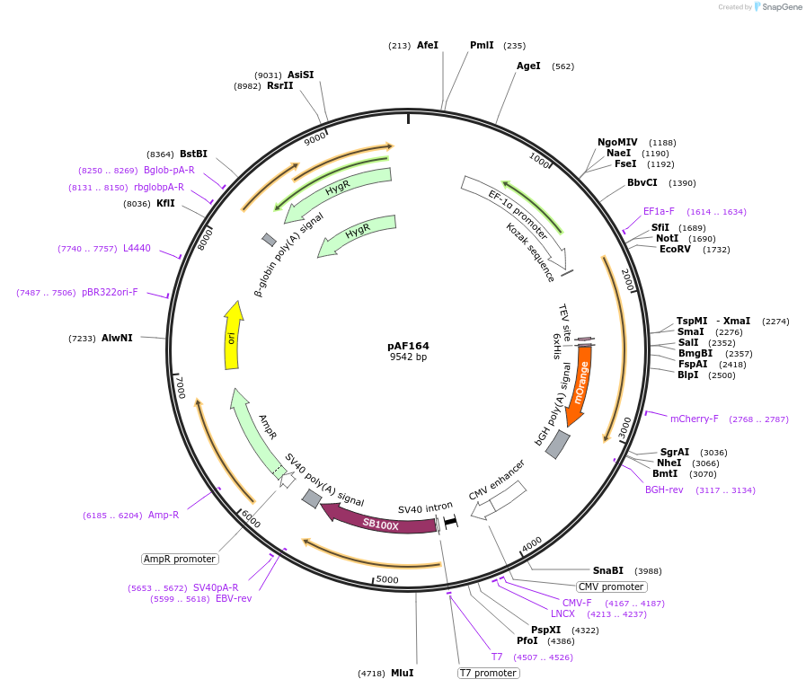 135928-plasmid-map-sequence-id-270165