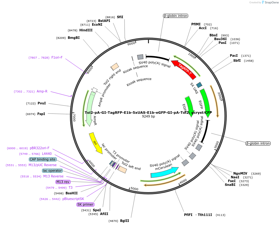 135812-plasmid-map-sequence-id-270197