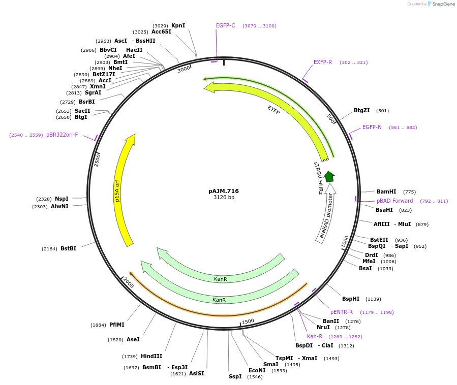 108518-plasmid-map-sequence-id-270200