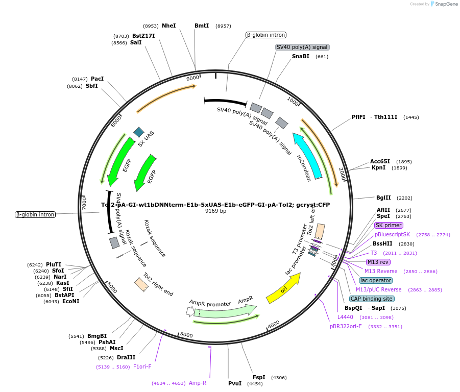 135766-plasmid-map-sequence-id-270202