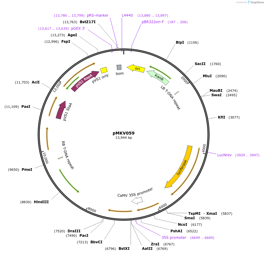 133314-plasmid-map-sequence-id-270213
