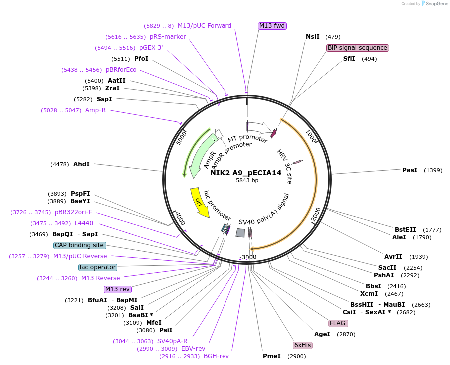 114773-plasmid-map-sequence-id-270214