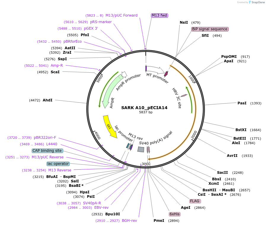 114774-plasmid-map-sequence-id-270215