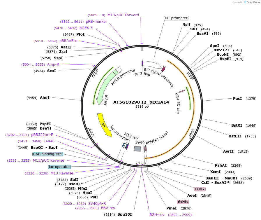 114776-plasmid-map-sequence-id-270219