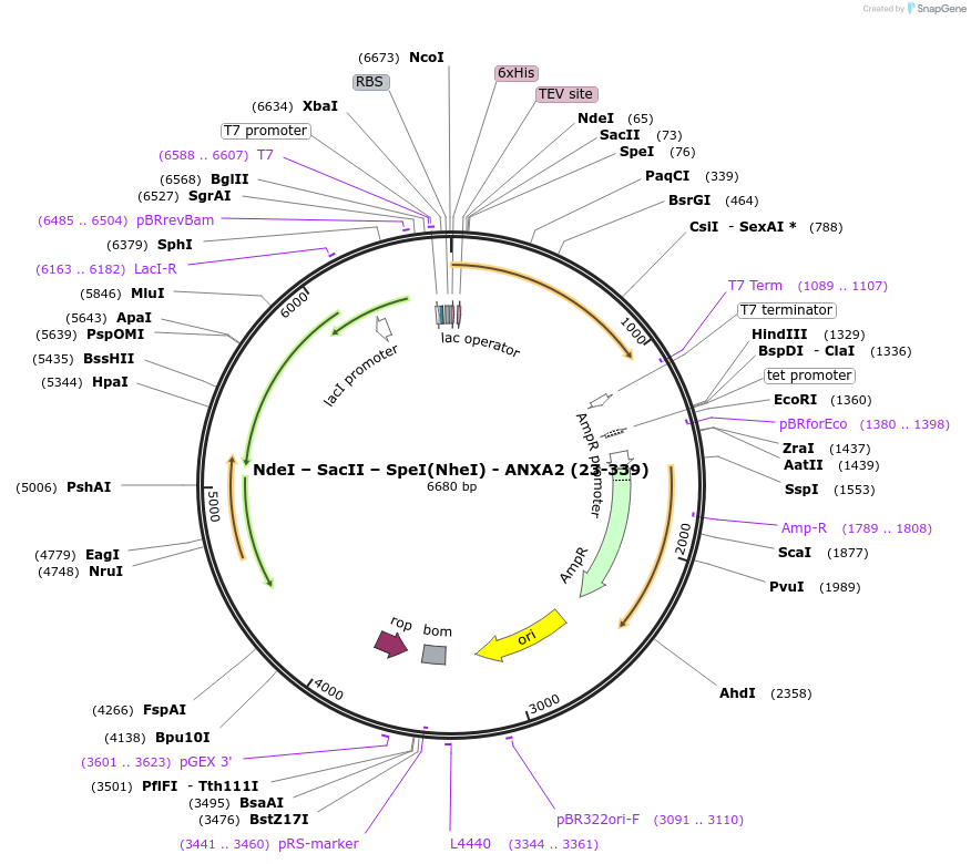 136543-plasmid-map-sequence-id-270220