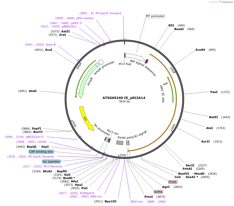 114780-plasmid-map-sequence-id-270260
