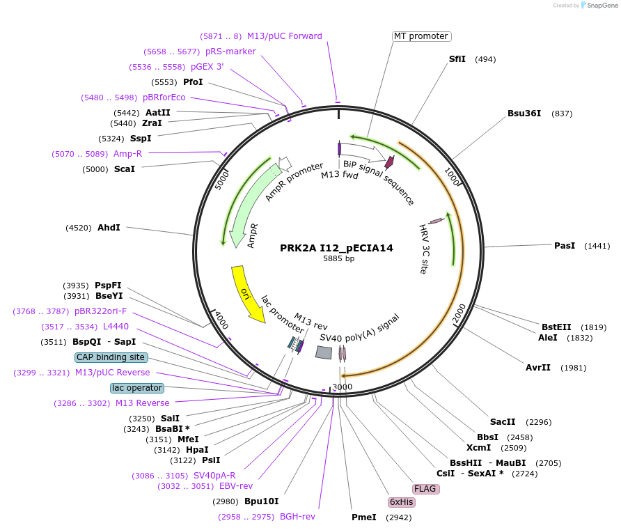 114787-plasmid-map-sequence-id-270268
